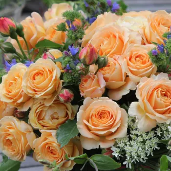 Meleg sárgás -narancs árnyalatú, finom barack tónusokkal. - virágágyi floribunda rózsa - közepes erősségű, jól érezhető illatú rózsa - lágyan édeskés aromájú