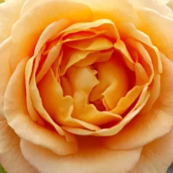 Rózsa kertészet - sárga - közepes erősségű, jól érezhető illatú rózsa - Dolce Vita® - virágágyi floribunda rózsa - (50-70 cm)