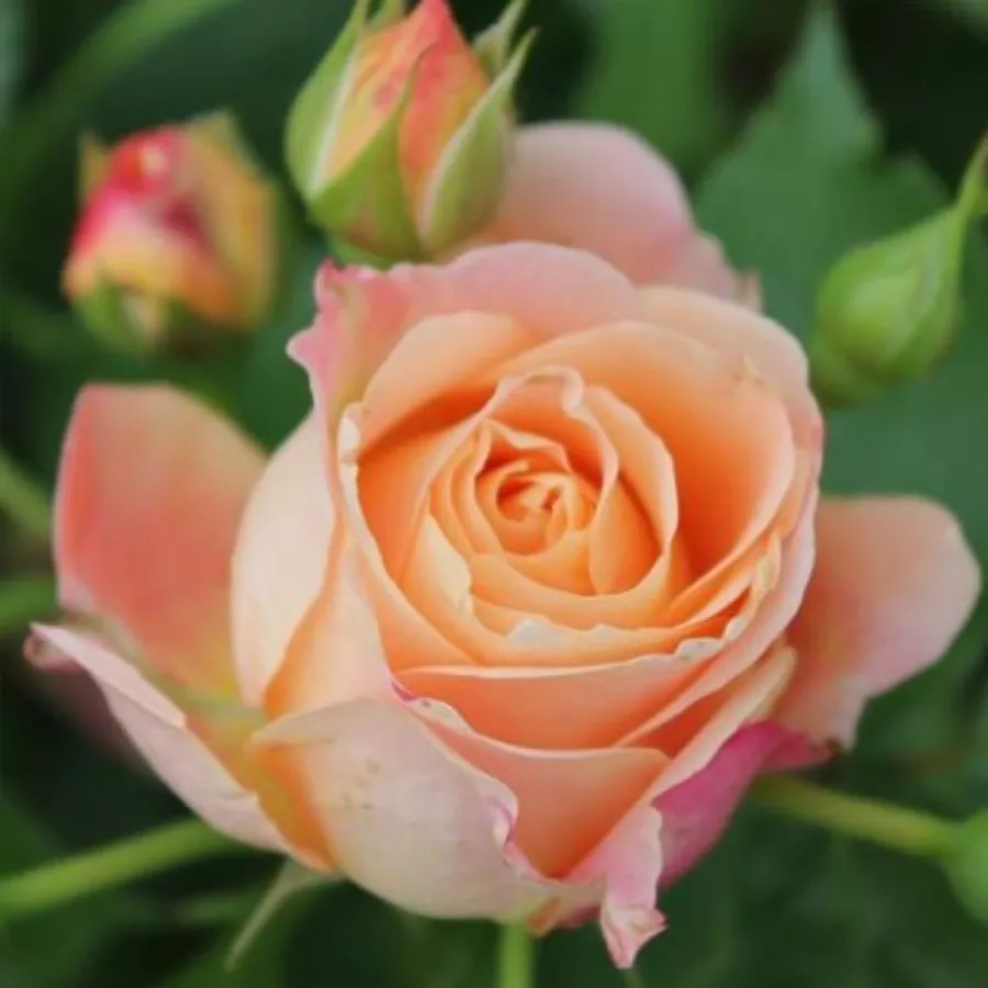 Róża bez zapachu - Róża - Dolce Vita® - sadzonki róż sklep internetowy - online