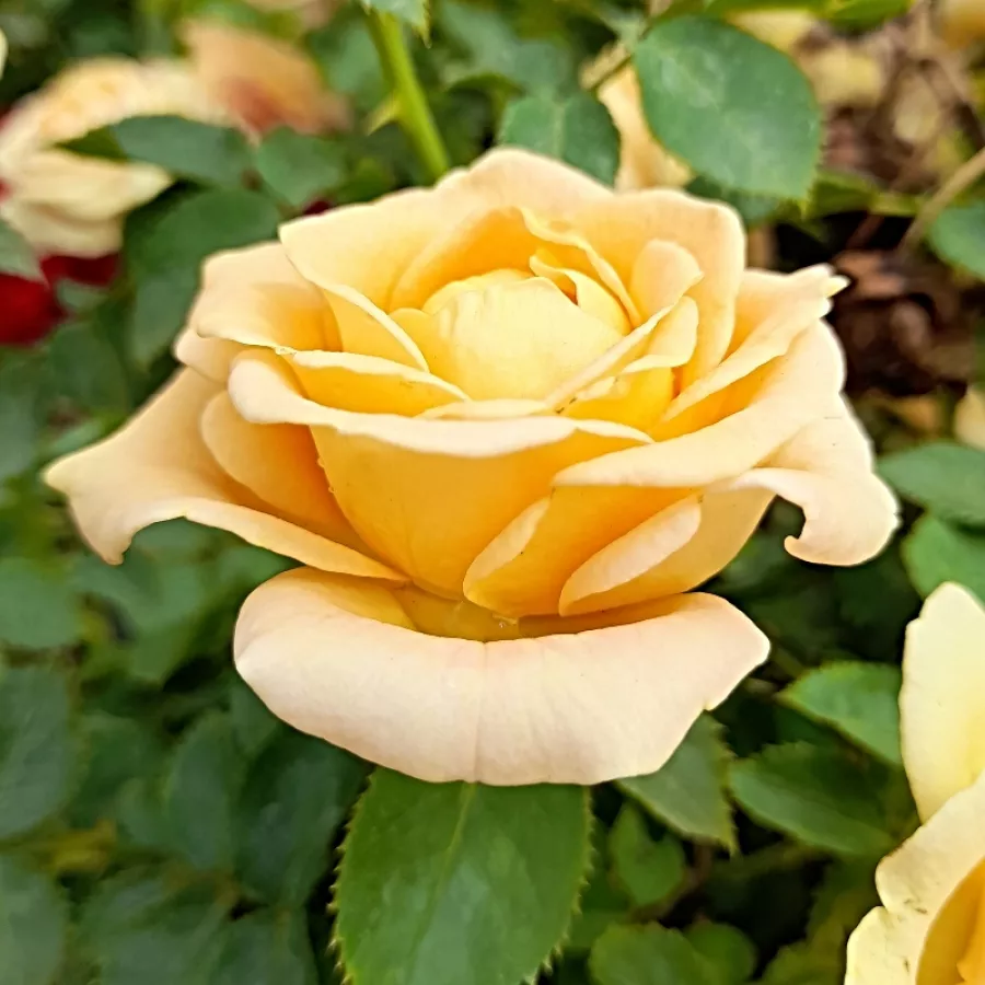 Róża rabatowa floribunda - Róża - Dolce Vita® - sadzonki róż sklep internetowy - online