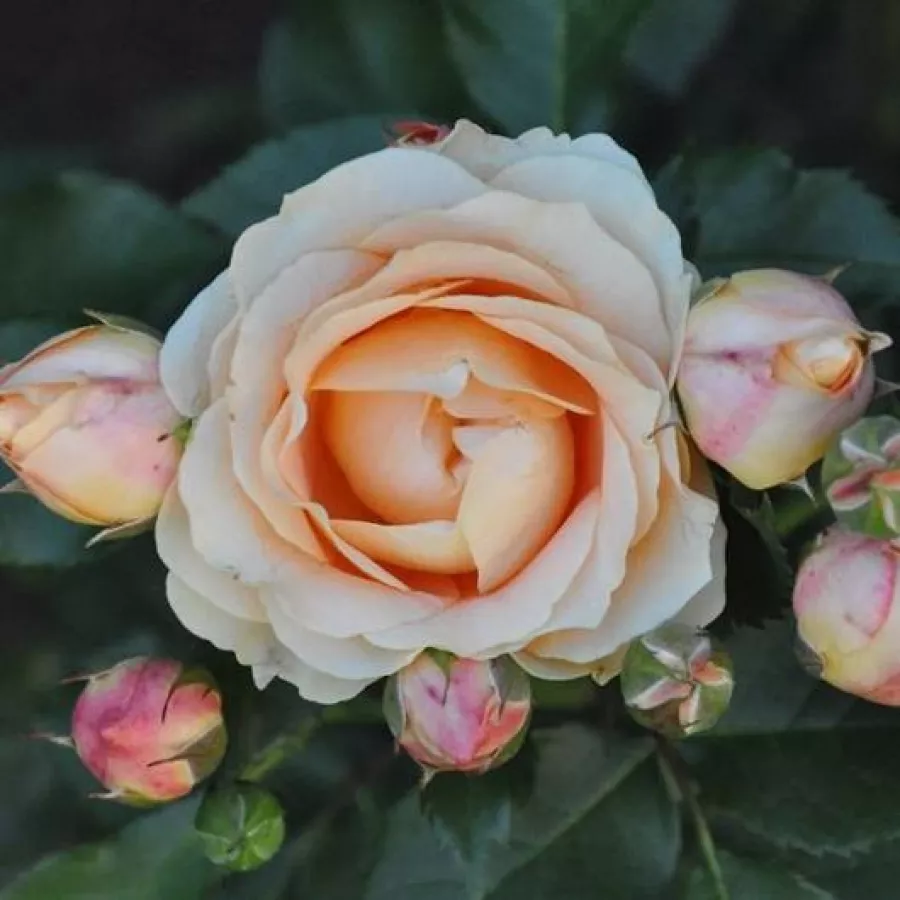 šaličast - Ruža - Dolce Vita® - sadnice ruža - proizvodnja i prodaja sadnica