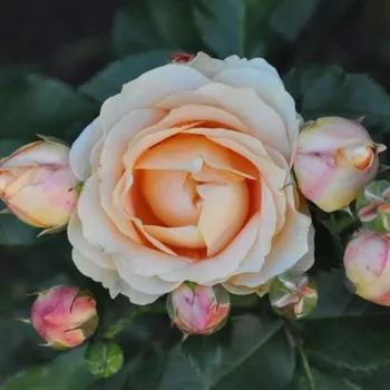 Rosa Dolce Vita® - sárga - virágágyi floribunda rózsa