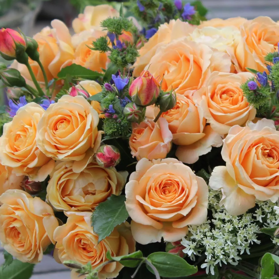 Tömvetelt virágú - Rózsa - Dolce Vita® - online rózsa vásárlás