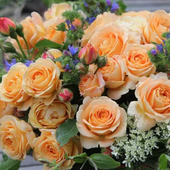 Amarillo - rosales floribundas   (40-60 cm)