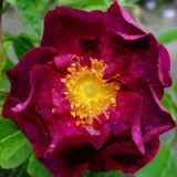 Rózsaszín - történelmi - gallica rózsa - Online rózsa vásárlás - Rosa Alain Blanchard - intenzív illatú rózsa - damaszkuszi aromájú