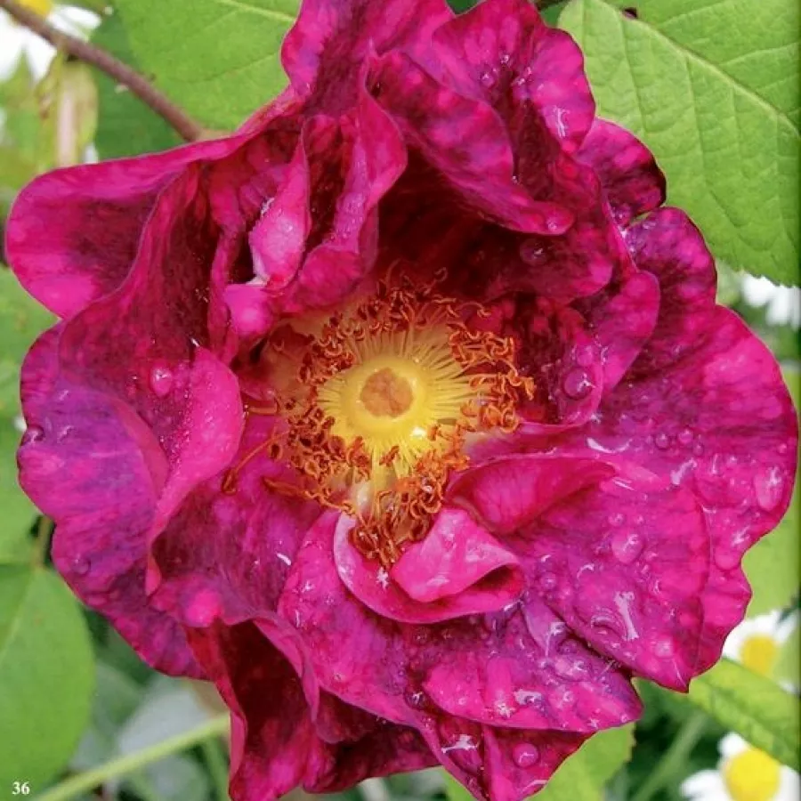 Rose Galliche - Rosa - Alain Blanchard - Produzione e vendita on line di rose da giardino