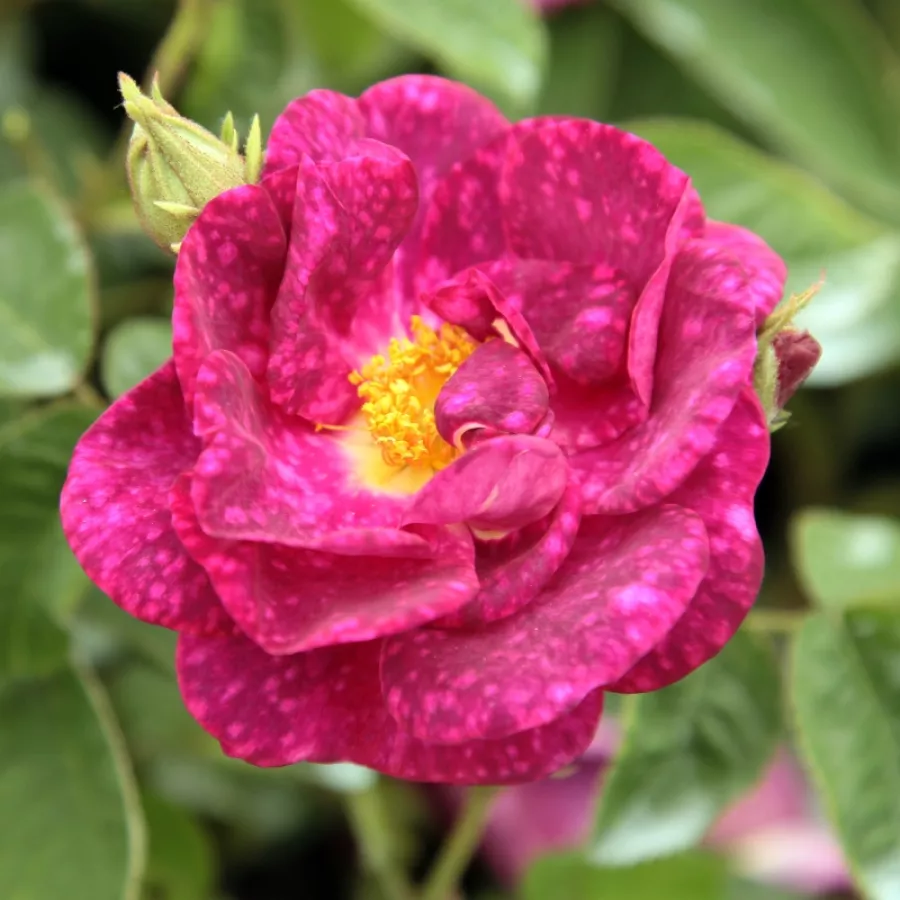 Różowy - Róża - Alain Blanchard - Szkółka Róż Rozaria