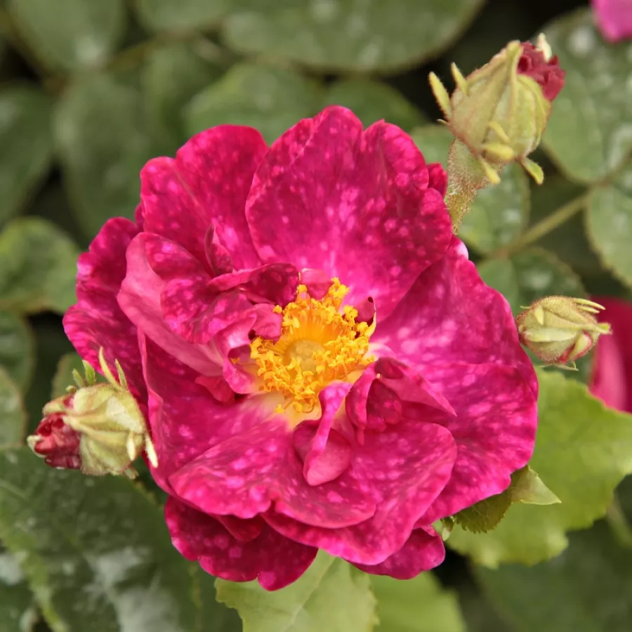 Róża z intensywnym zapachem - Róża - Alain Blanchard - Szkółka Róż Rozaria