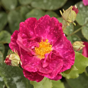 Rosa Alain Blanchard - ružičasta - Galska ruža