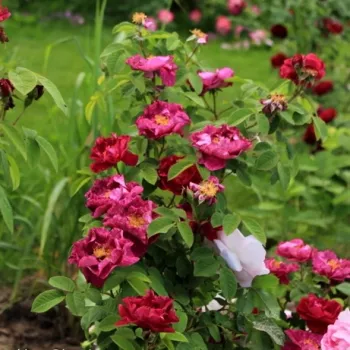 Mályvaszínű - történelmi - gallica rózsa - intenzív illatú rózsa - damaszkuszi aromájú