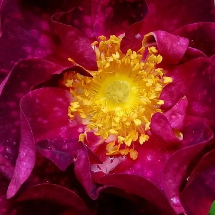 Gallica Hybrid - Róża - Alain Blanchard - Szkółka Róż Rozaria