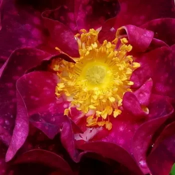 Ružová - školka - eshop  - gallica ruža - ružová - intenzívna vôňa ruží - damascus - Alain Blanchard - (100-150 cm)