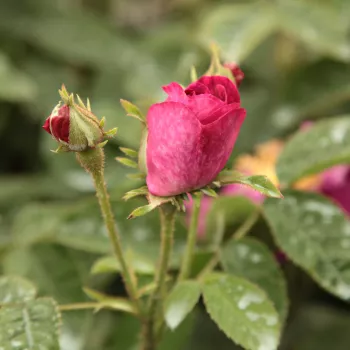 Rosa Alain Blanchard - rosa - Árbol de Rosas Híbrido de Té - rosal de pie alto- forma de corona tupida