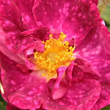 Rosa Alain Blanchard - intenzívna vôňa ruží - Stromkové ruže s kvetmi čajohybridov - ružová - Coquerelstromková ruža s kríkovitou tvarou koruny - -