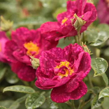 Gaišsārti violeta - vēsturiskā - galīcijas roze - roze ar spēcīgu smaržu - ar damaskas aromātu