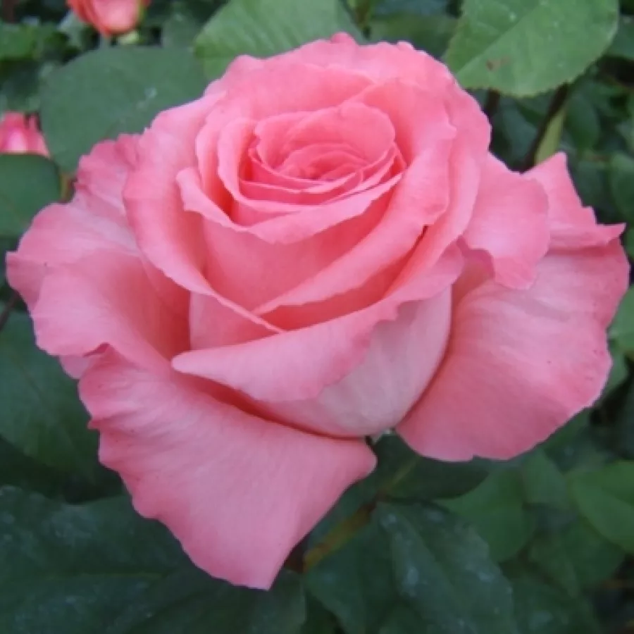 Róża wielkokwiatowa - Hybrid Tea - Róża - Bel Ange® - Szkółka Róż Rozaria