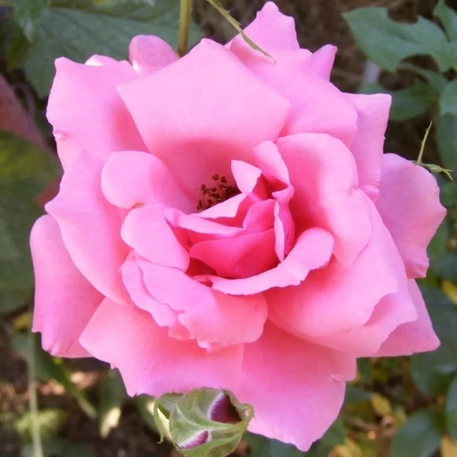 Różowy - Róża - Bel Ange® - Szkółka Róż Rozaria