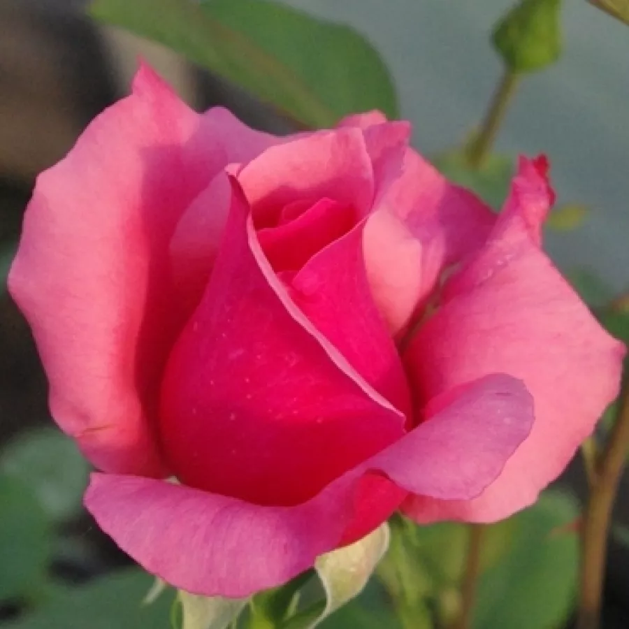 Róża ze średnio intensywnym zapachem - Róża - Bel Ange® - Szkółka Róż Rozaria
