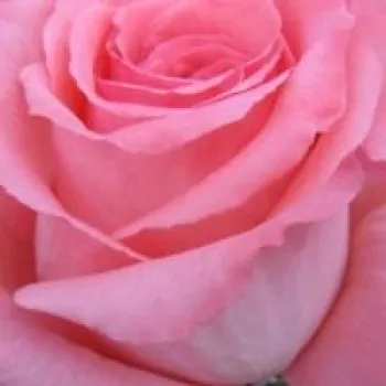 Online rózsa kertészet - teahibrid rózsa - rózsaszín - közepesen illatos rózsa - gyümölcsös aromájú - Bel Ange® - (100-150 cm)