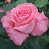 čajohybrid - stredne intenzívna vôňa ruží - sad - ružová - Rosa Bel Ange®
