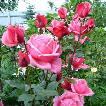 Rosa pálido con bordes más oscuros - Rosas híbridas de té   (100-150 cm)