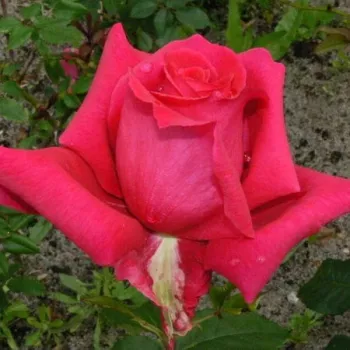 FRAGRANT LOVE® – málnapiros teahibrid rózsa - Barni