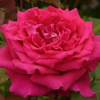 Online rózsa kertészet - málnapiros - nagyon erős, hosszan tartó illatú rózsa - Fragrant Love® - teahibrid rózsa - (85-115 cm)