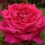 Teahibrid rózsa - intenzív illatú rózsa - alma aromájú - kertészeti webáruház - Rosa Fragrant Love® - rózsaszín
