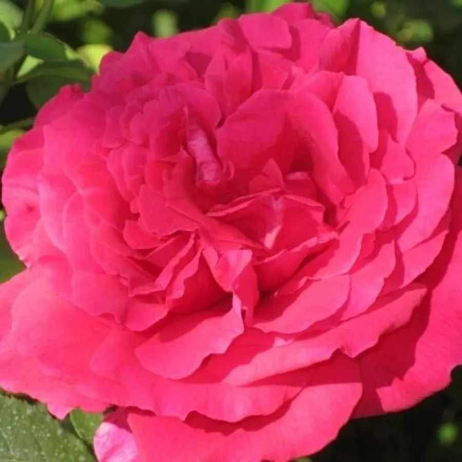Hibridna čajevka - Ruža - Fragrant Love® - sadnice ruža - proizvodnja i prodaja sadnica