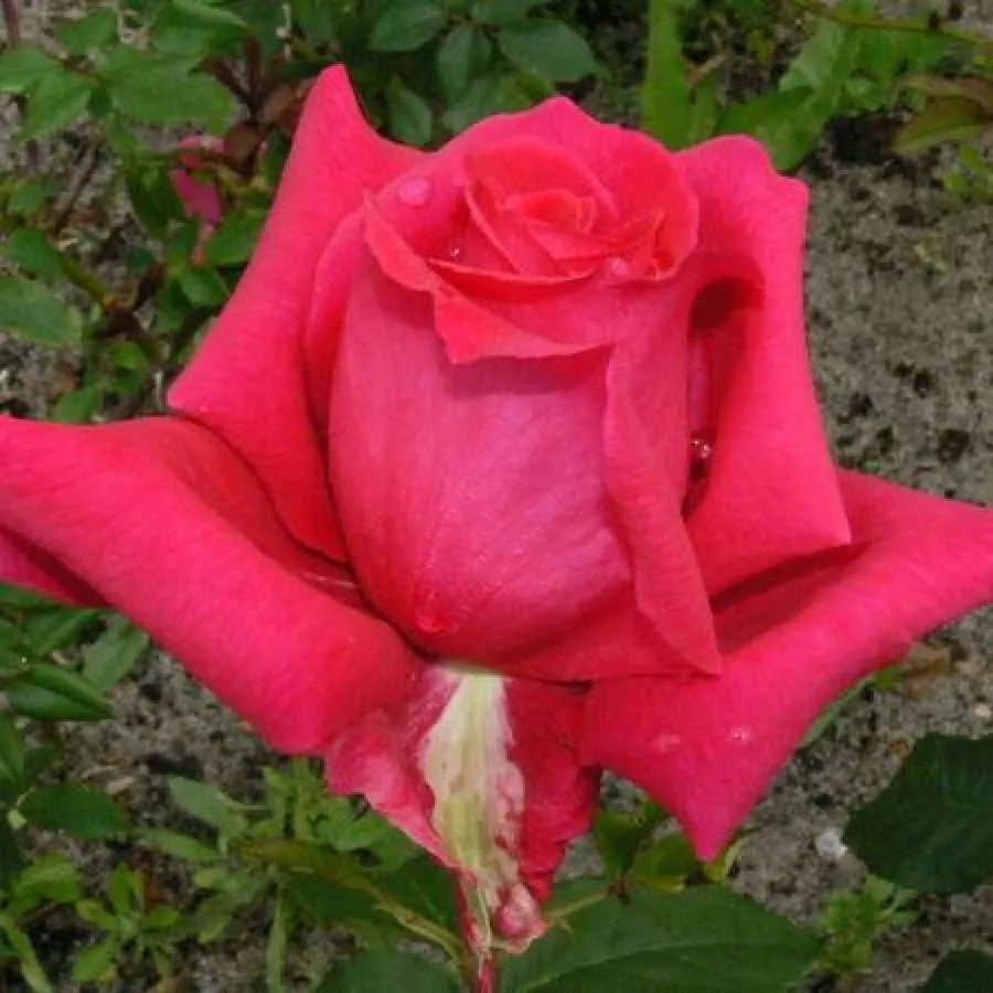 šaličast - Ruža - Fragrant Love® - sadnice ruža - proizvodnja i prodaja sadnica