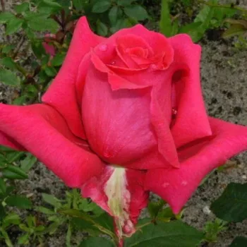 Rosa Fragrant Love® - rózsaszín - teahibrid rózsa