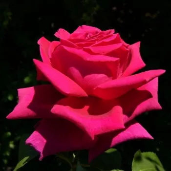Sötétrózsaszín - teahibrid rózsa - intenzív illatú rózsa - alma aromájú