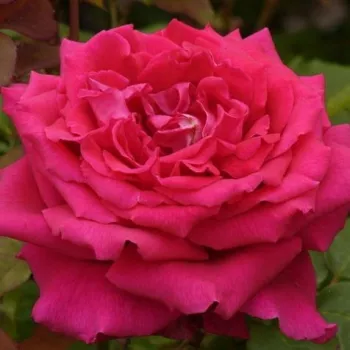 Online rózsa kertészet - rózsaszín - teahibrid rózsa - intenzív illatú rózsa - alma aromájú - Fragrant Love® - (80-100 cm)