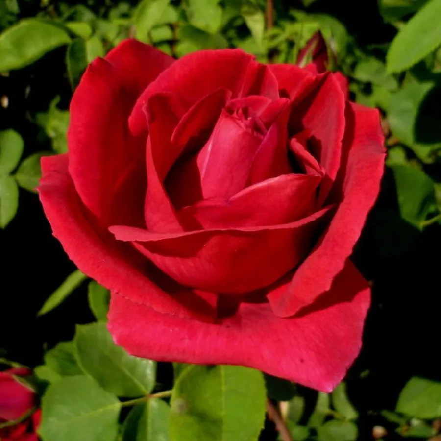 Jarko crvena - Ruža - Ljuba Rizzoli® - naručivanje i isporuka ruža