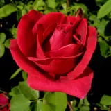 Hibridna čajevka - ruža intenzivnog mirisa - slatka aroma - sadnice ruža - proizvodnja i prodaja sadnica - Rosa Ljuba Rizzoli® - jarko crvena