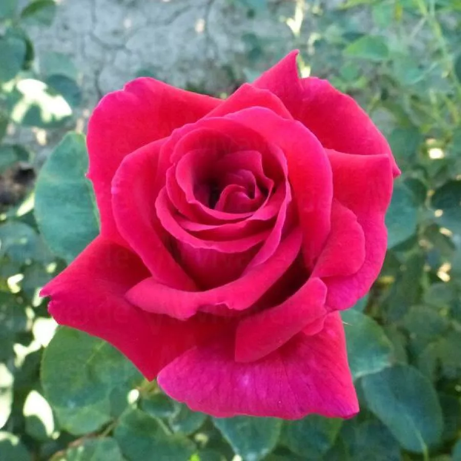 Hibridna čajevka - Ruža - Ljuba Rizzoli® - sadnice ruža - proizvodnja i prodaja sadnica