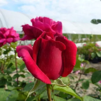 Rosa Ljuba Rizzoli® - rudy - hybrydowa róża herbaciana