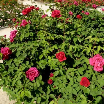 Dunkelrot - edelrosen - teehybriden - rose mit intensivem duft - süßes aroma
