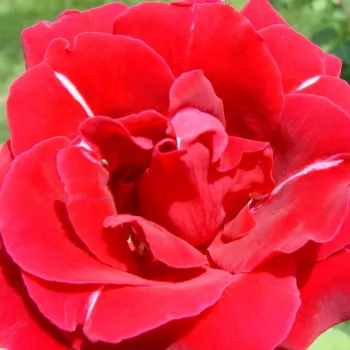 Online rózsa kertészet - vörös - teahibrid rózsa - intenzív illatú rózsa - édes aromájú - Ljuba Rizzoli® - (80-100 cm)
