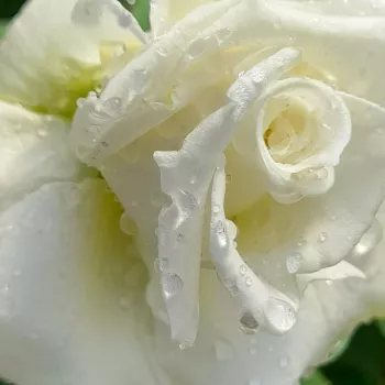 Rózsa kertészet - fehér - teahibrid rózsa - Letizia® - intenzív illatú rózsa - szegfűszeg aromájú - (70-90 cm)