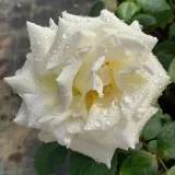 Rosales híbridos de té - blanco - rosa de fragancia intensa - clavero - Rosa Letizia® - Comprar rosales online