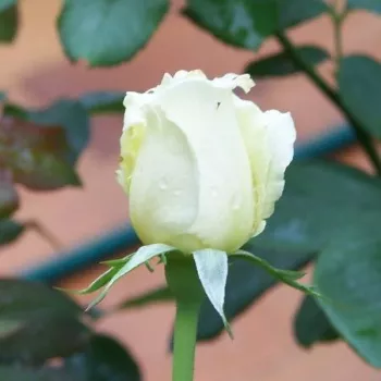 Rosa Letizia® - fehér - teahibrid rózsa