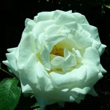 Fehér - teahibrid rózsa - intenzív illatú rózsa - szegfűszeg aromájú