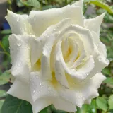 Blanco - rosal de pie alto - as - Rosa Letizia® - rosa de fragancia intensa - clavero