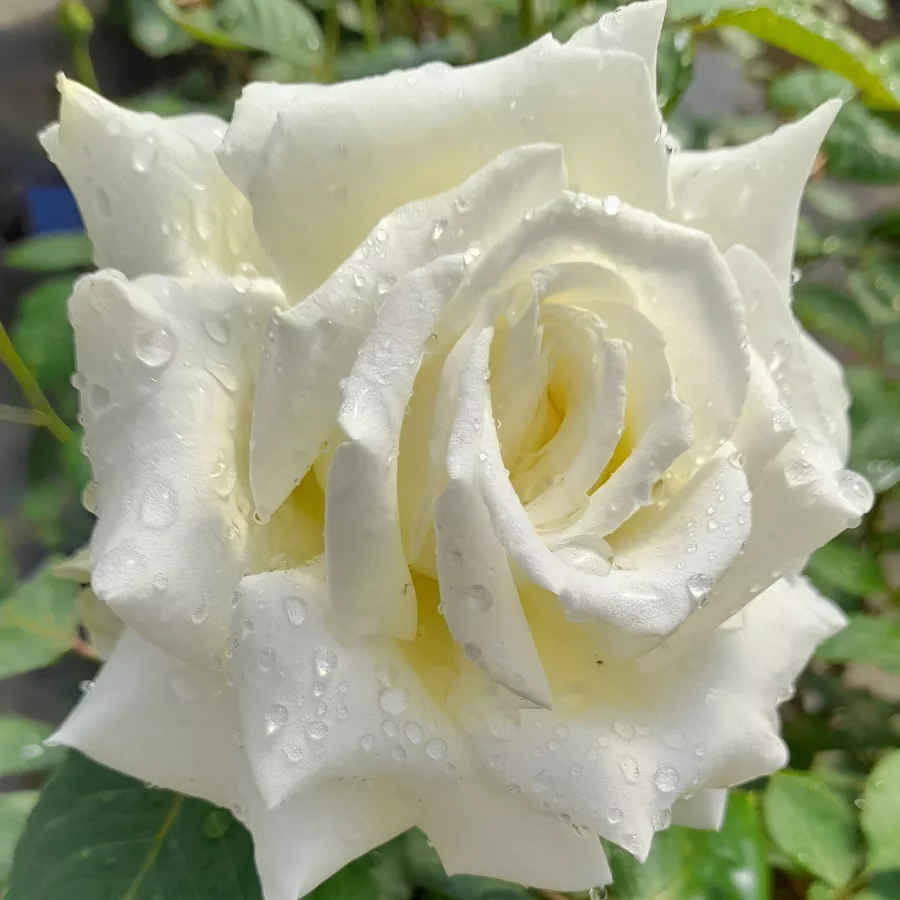 Bela - Roza - Letizia® - vrtnice - proizvodnja in spletna prodaja sadik
