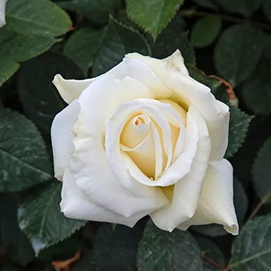 Hibridna čajevka - Ruža - Letizia® - sadnice ruža - proizvodnja i prodaja sadnica