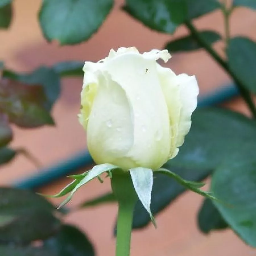 šiljast - Ruža - Letizia® - sadnice ruža - proizvodnja i prodaja sadnica