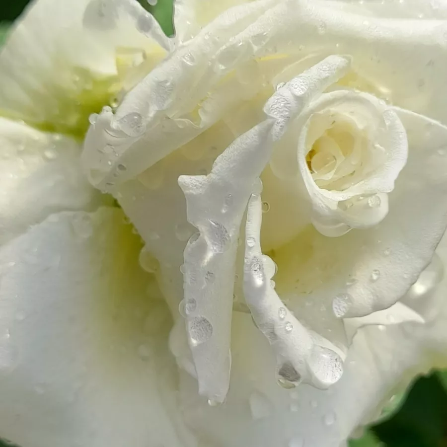 Csúcsos - Rózsa - Letizia® - online rózsa vásárlás