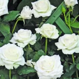 Bela - climber, vrtnica vzpenjalka - diskreten vonj vrtnice - aroma čaja - Rosa Monna Lisa® - vrtnice - proizvodnja in spletna prodaja sadik