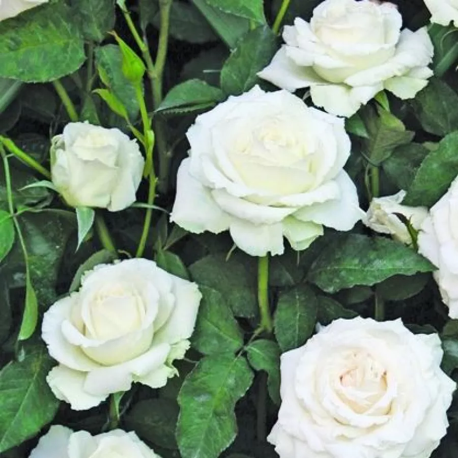 Climber, vrtnica vzpenjalka - Roza - Monna Lisa® - vrtnice - proizvodnja in spletna prodaja sadik